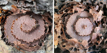 Bees, like humans, can preserve cultural traditions