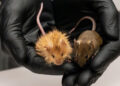 Mice have been genetically engineered to look like mammoths