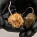 Mice have been genetically engineered to look like mammoths