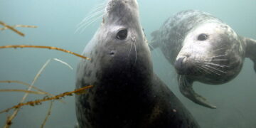 Why don’t seals drown?