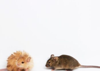 Scientists Just Created a ‘Woolly Mouse’ With Mammoth-Like Fur