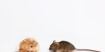 Scientists Just Created a ‘Woolly Mouse’ With Mammoth-Like Fur