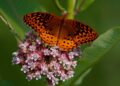 America’s Butterflies Disappearing At ‘Catastrophic’ Rate