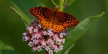 America’s Butterflies Disappearing At ‘Catastrophic’ Rate