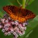 America’s Butterflies Disappearing At ‘Catastrophic’ Rate