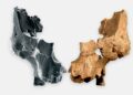 Oldest-Known Face Fossil Of Human Ancestor Discovered In Spain
