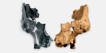 Oldest-Known Face Fossil Of Human Ancestor Discovered In Spain