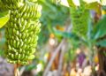 The Heat is On: Why Bananas May Become a Rare and Expensive Treat