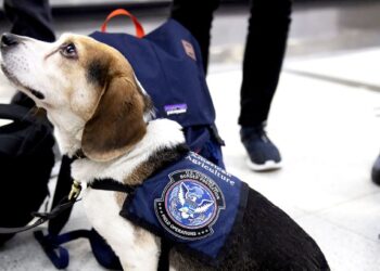 DOGE’s Cuts at the USDA Could Cause US Grocery Prices to Rise and Invasive Species to Spread