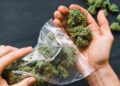 What’s Lurking in Your Weed? Scientists Warn of Toxic Fungal Contamination