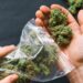 What’s Lurking in Your Weed? Scientists Warn of Toxic Fungal Contamination