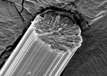 Stronger Than Steel, Tougher Than Kevlar – Spider Silk’s Secret Finally Revealed