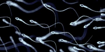 Sperm Stem Cells Were Used for the First Time in an Attempt to Restore Fertility