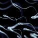 Sperm Stem Cells Were Used for the First Time in an Attempt to Restore Fertility