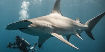 One Photographer’s Quest to Redefine the Shark