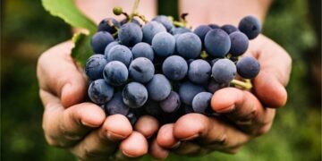 Scientists Discover Surprising New Benefits of Eating Grapes