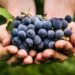 Scientists Discover Surprising New Benefits of Eating Grapes