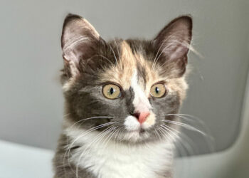 Why Are Cats Such a Medical Black Box?