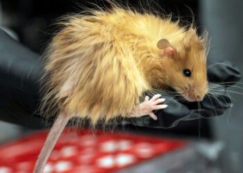 Scientists trying to bring back the woolly mammoth create a woolly mouse | Science, Climate & Tech News