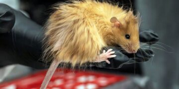 Scientists trying to bring back the woolly mammoth create a woolly mouse | Science, Climate & Tech News
