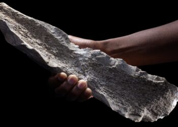 Early humans made tools from animal bones 1.5 million years ago : NPR