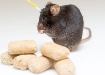 What Nearly Brainless Rodents Know About Weight Loss and Hunger