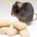 What Nearly Brainless Rodents Know About Weight Loss and Hunger