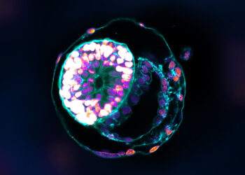 Lab-grown models of embryos increasingly resemble the real thing
