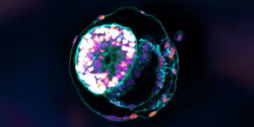 Lab-grown models of embryos increasingly resemble the real thing