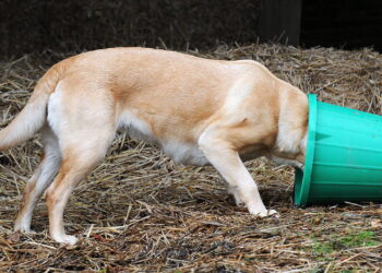 Some Labradors have a predisposition to obesity