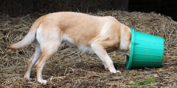 Some Labradors have a predisposition to obesity
