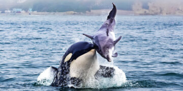 Killer whales deploy brutal, co-ordinated attacks when hunting