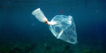 Microplastics have not yet earned their bad reputation