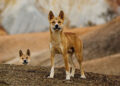 Australia’s dingoes are becoming a distinct species