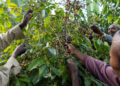 An E.U. Deforestation Rule Has Ethiopian Coffee Farmers Scrambling