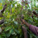 An E.U. Deforestation Rule Has Ethiopian Coffee Farmers Scrambling