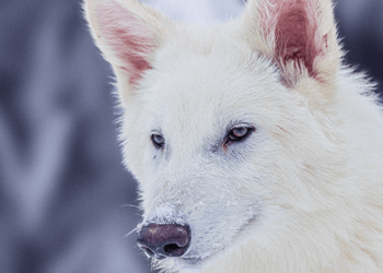 Scientists Claim to Have Brought Back the Dire Wolf