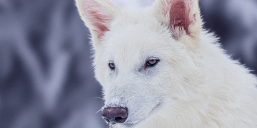 Scientists Claim to Have Brought Back the Dire Wolf