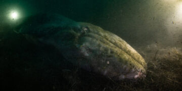 A Diver Visited a Fallen Whale. When He Returned, It Was Gone.