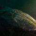A Diver Visited a Fallen Whale. When He Returned, It Was Gone.