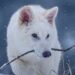 Scientists Genetically Modify Wolves To Resemble Dire Wolf