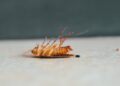 Cockroaches Are Attracted To Cardboard. Here’s Why.