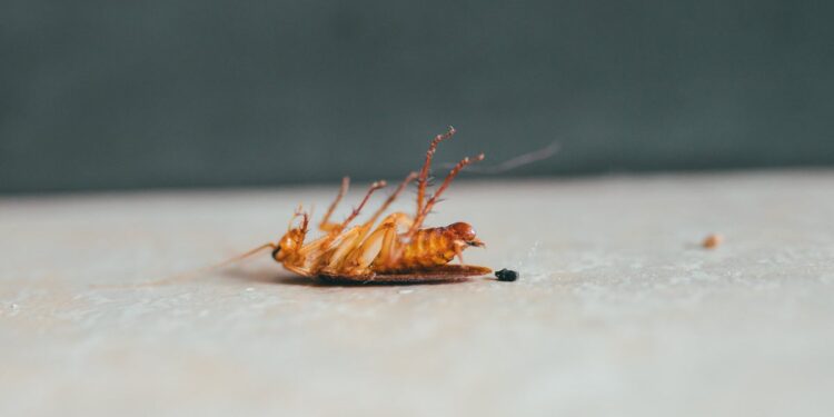 Cockroaches Are Attracted To Cardboard. Here’s Why.