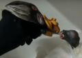 New York Zoo Feeds Baby Vulture With Hand Puppet
