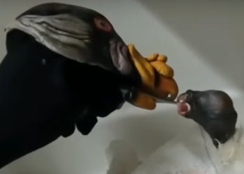 New York Zoo Feeds Baby Vulture With Hand Puppet