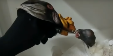 New York Zoo Feeds Baby Vulture With Hand Puppet