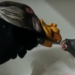 New York Zoo Feeds Baby Vulture With Hand Puppet