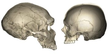 Scientists Reveal Why the Human Face Is Smaller Than a Neanderthal’s