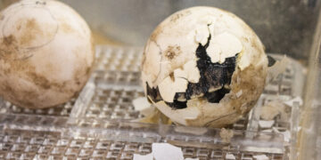 An Endangered Galápagos Tortoise Is a First-Time Mother at 100