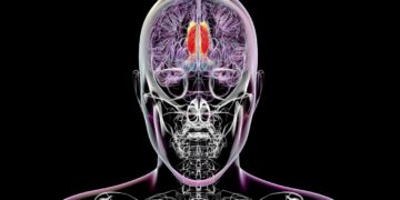 Scientists Think They’ve Found the Region of the Brain That Regulates Conscious Perception